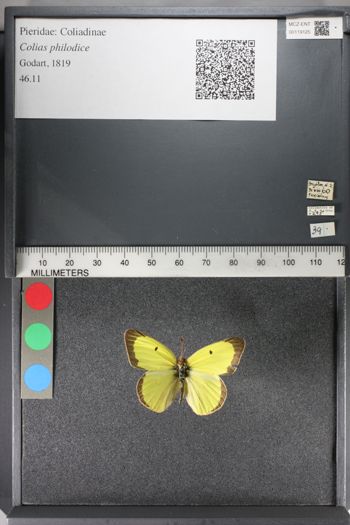 Media type: image;   Entomology 119125